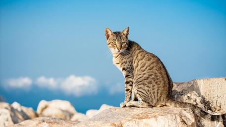 Striking Striped Cat on a Rocky Outcrop wallpaper