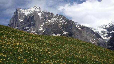 Majestic Mountains and Vibrant Meadows wallpaper