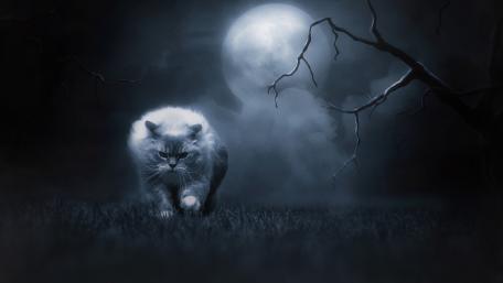 Mysterious Cat Under the Moonlight wallpaper