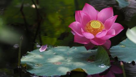 Serene Pink Lotus Flower on Tranquil Water wallpaper