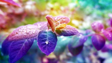 Vibrant Leaves with Dewdrops in Nature's Palette wallpaper