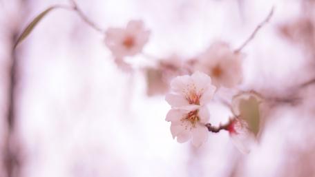 Delicate Cherry Blossoms in Soft Light wallpaper