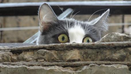 Curious Cat Peeking Out From Behind Stones wallpaper