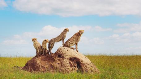 Majestic Cheetahs in the Wild Landscape wallpaper