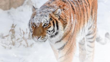 Majestic Tiger Walking Through Snowy Landscape wallpaper