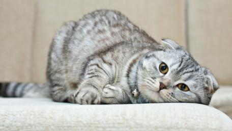 Cute Scottish Fold Cat Relaxing on a Couch wallpaper