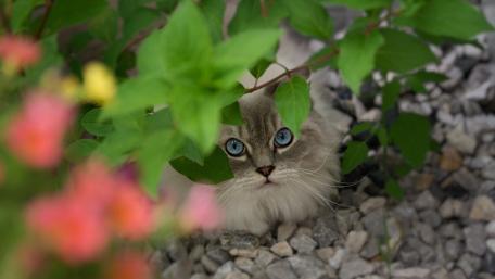 Enchanting Cat Hidden Among Greenery wallpaper
