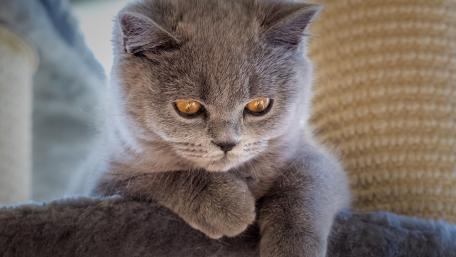 Cute Gray Cat with Intense Eyes Sitting Calmly wallpaper