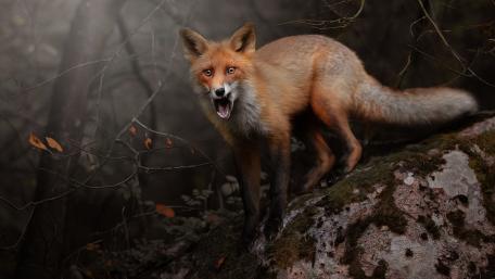 Majestic Fox in Mysterious Forest Setting wallpaper