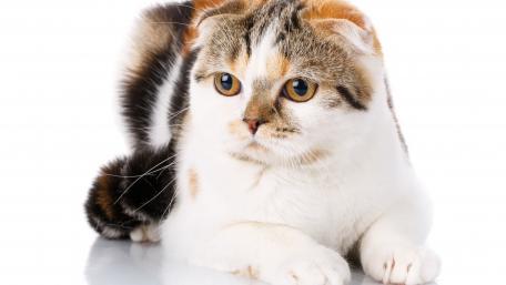 Charming Scottish Fold Cat Wallpaper wallpaper
