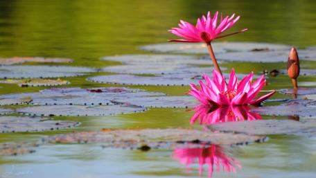 Blooming Pink Lilies on Serene Water Surface wallpaper