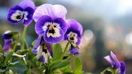 Elegant Purple Pansies in Bloom wallpaper