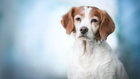 Charming Portrait of a Beloved Dog Friend wallpaper