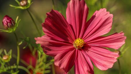 Vibrant Pink Cosmos Flower Wallpaper wallpaper