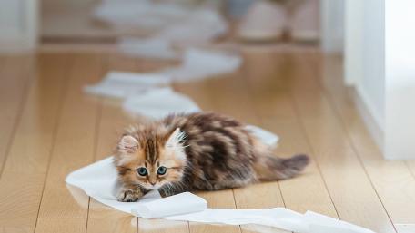 Playful Kitten Unraveling Toilet Paper Roll wallpaper
