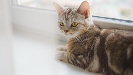 Elegant Tabby Cat Relaxing by the Window wallpaper
