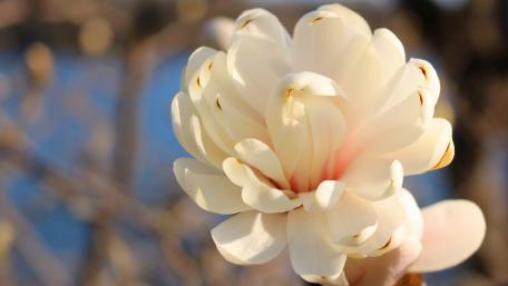 Delicate White Magnolia Blooming Under Soft Light wallpaper