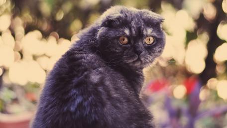 Mysterious Eyes of a Scottish Fold Cat wallpaper