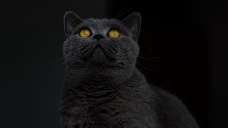 Mysterious Cat with Striking Yellow Eyes wallpaper