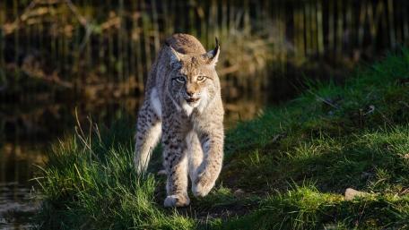 Majestic Lynx on the Hunt wallpaper