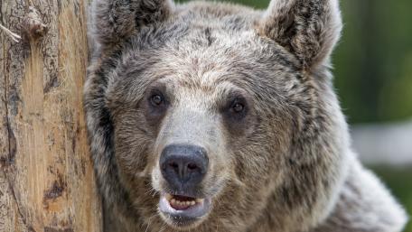 Majestic Grizzly Bear in Nature's Embrace wallpaper