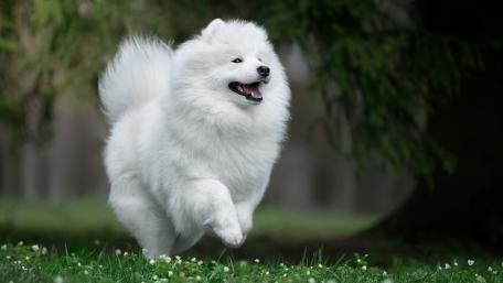 Playful Samoyed in a Lush Green Landscape wallpaper