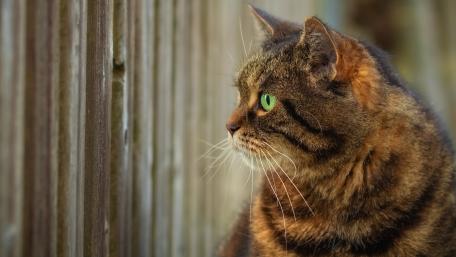 Curious Cat Observing Its Surroundings wallpaper