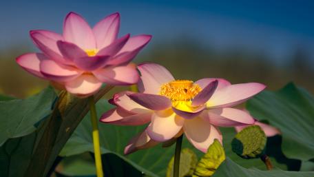 Elegant Lotus Blooms Brighten the Scene wallpaper