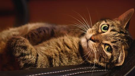 Cozy Cat Relaxing in Soft Light wallpaper
