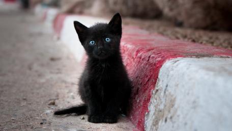 Charming Black Kitten by the Sidewalk wallpaper