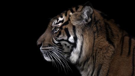 Majestic Tiger in Profile View wallpaper