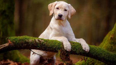 Charming Labrador Puppy in Nature's Embrace wallpaper