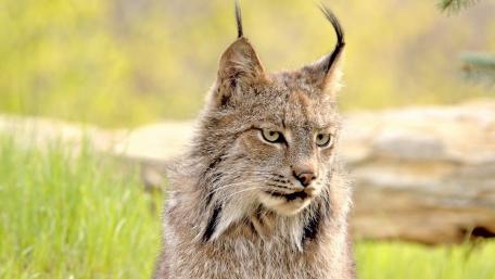 Majestic Lynx in Natural Habitat wallpaper