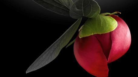 Elegant Red Flower with Dark Leaves wallpaper