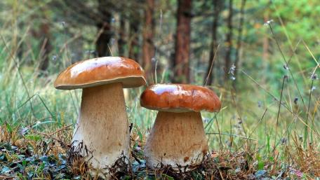 Mushrooms in a Serene Forest Setting wallpaper