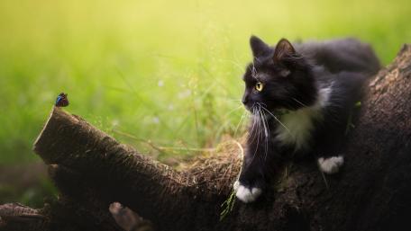 Whimsical Encounter in Nature wallpaper