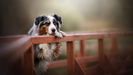 Charming Dog by the Bridge wallpaper
