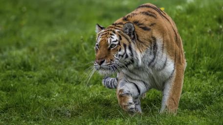 Majestic Tiger on the Move wallpaper