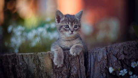 Adorable Kitten on a Log in Blooming Garden wallpaper