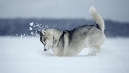 Playful Siberian Husky in Snowy Wonderland wallpaper