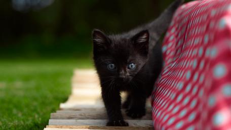 Playful Black Kitten in the Garden wallpaper