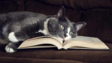 Cozy Cat Enjoying a Good Book wallpaper