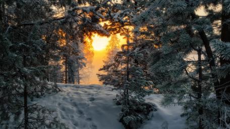 Winter Serenity in a Snowy Forest wallpaper