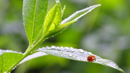 Refreshing Rain-kissed Leaves with a Ladybug wallpaper