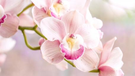 Delicate Pink Orchid Blooms Shine Brightly wallpaper