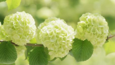 Soft Green Hydrangeas in Bloom wallpaper