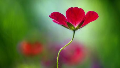 Vibrant Red Flower Against a Green Background wallpaper