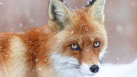 Majestic Red Fox in the Snowy Wilderness wallpaper