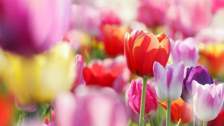 Vibrant Tulips in Blooming Garden wallpaper