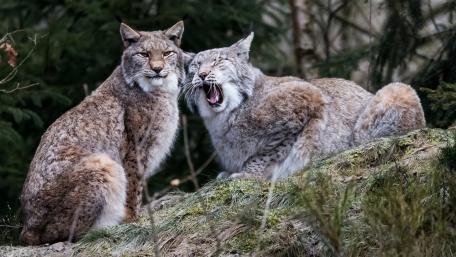 Majestic Lynxes in Their Natural Habitat wallpaper